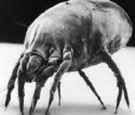 Dust Mite Control Photo